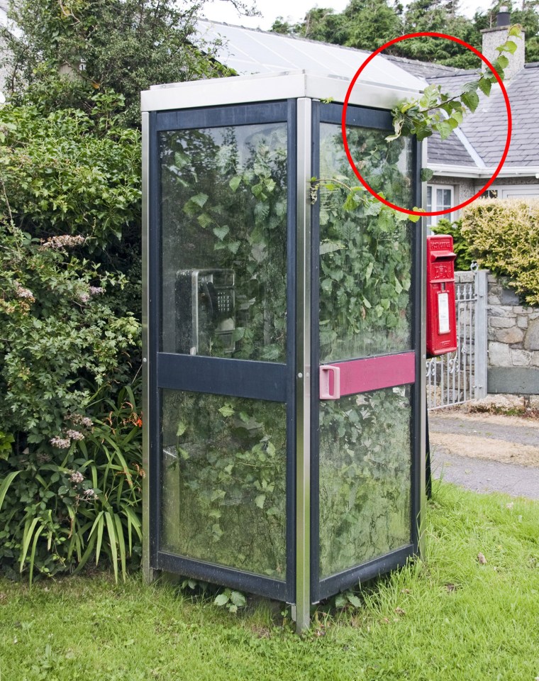  The discovery of the overgrown telephone box was made by Huw Williams, who said he was left 'startled' by it