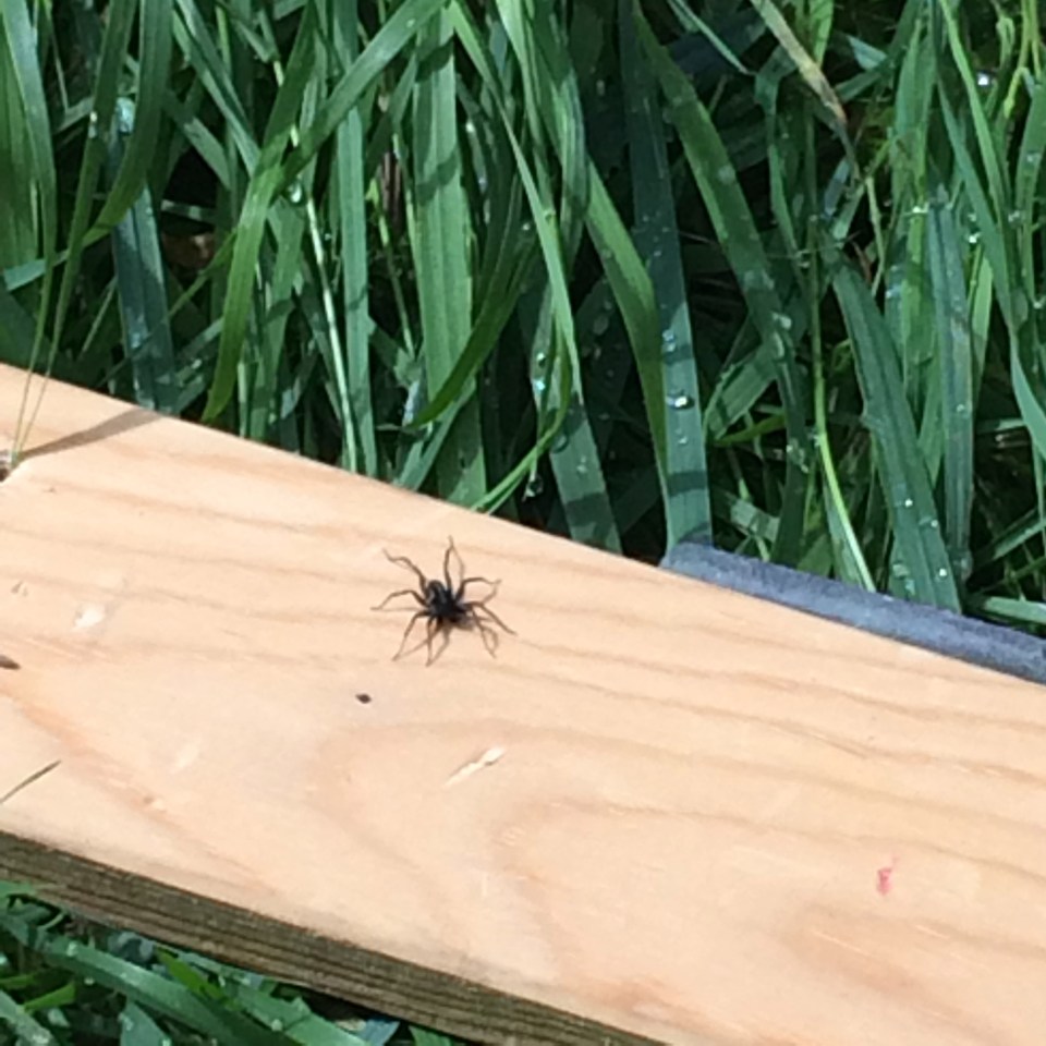  The creepy crawlies, known as wolf spiders, arrived in their swarms and Lyndsey said it was like a scene from a horror film