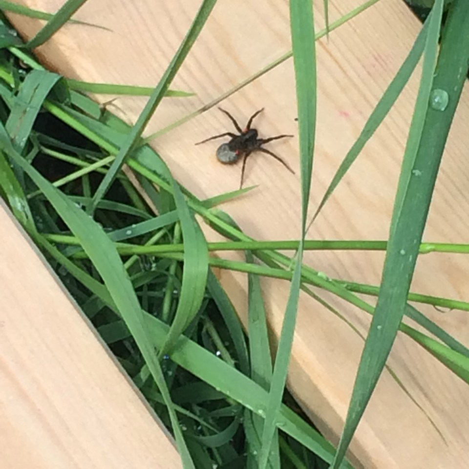  Not knowing what the creatures were, Lyndsey posted on Facebook asking for advice, which is when she found out they are poisonous