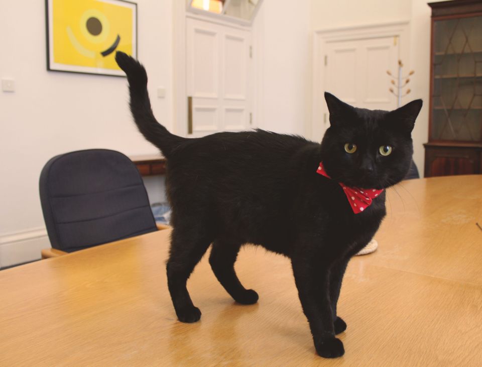  There is already talk of Gladstone tormenting Downing Street cat Larry, just like the Foreign Office's Palmerston does on a regular basis