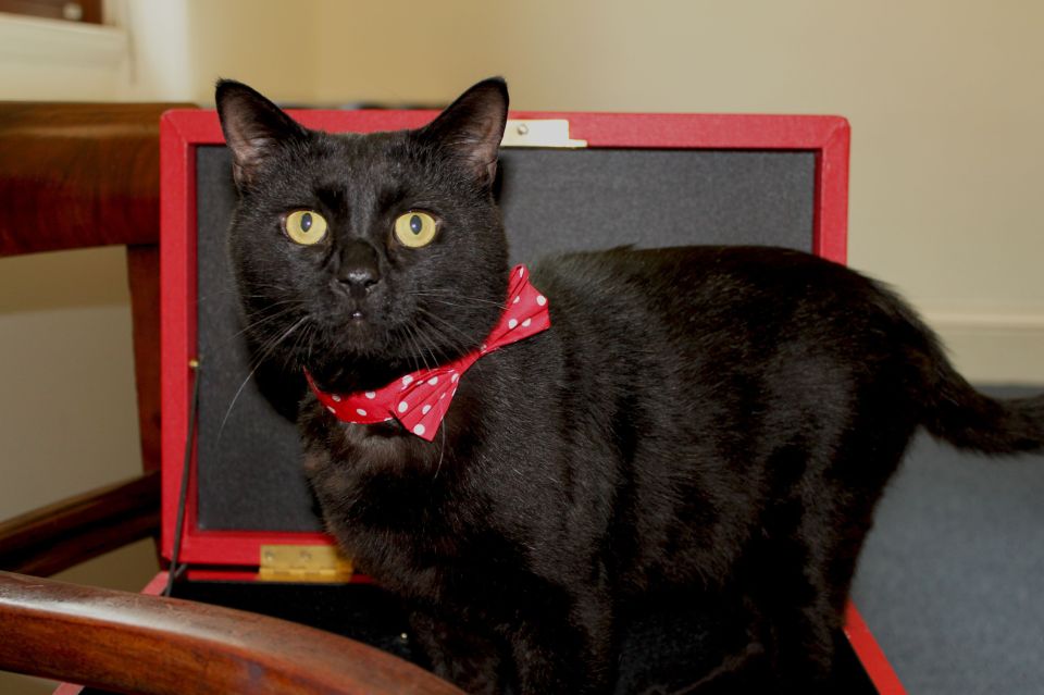  The Treasury's latest signing Gladstone is described as 'a very affectionate cat who loves cuddles and food'