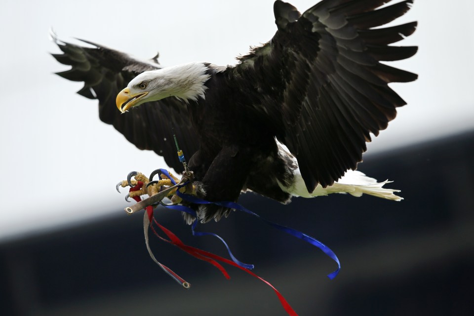  An eagle like the one seen at Crystal Palace games will ward off seagulls