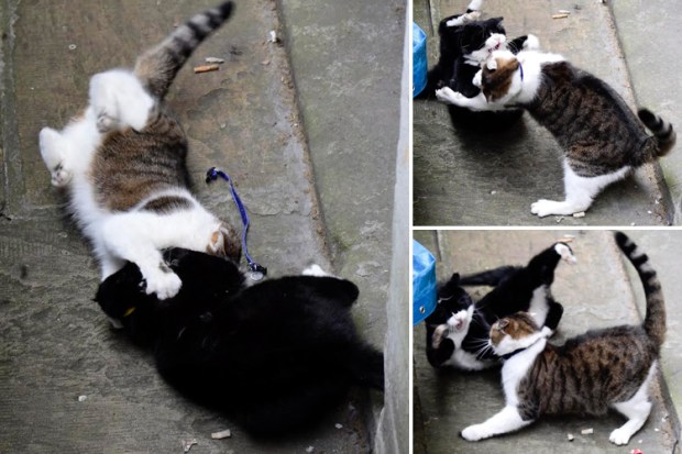 Cat fight downing street