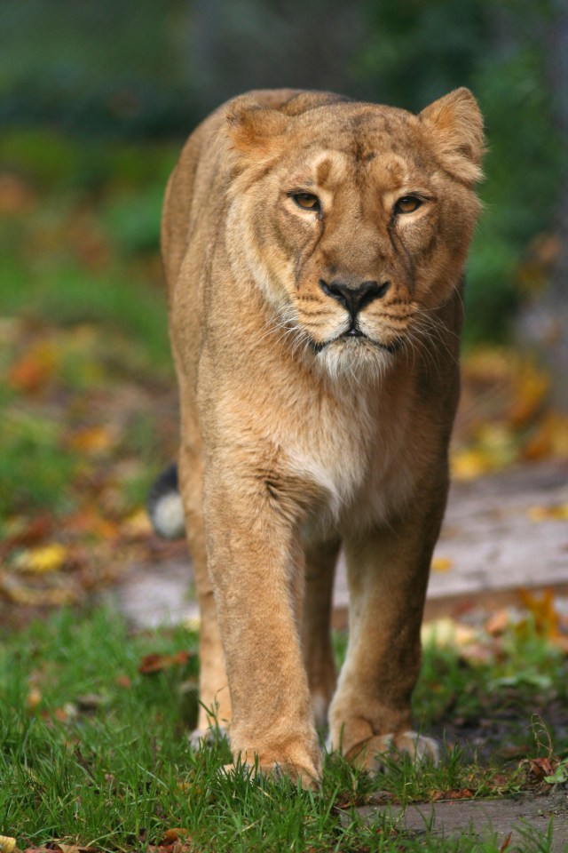  On the prowl ... three locals have reported sightings of the lioness in Cornwall