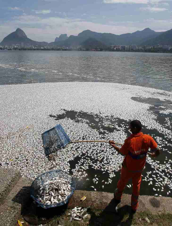 A municipal worker collects dead fish at the Rodrigo de Freitas