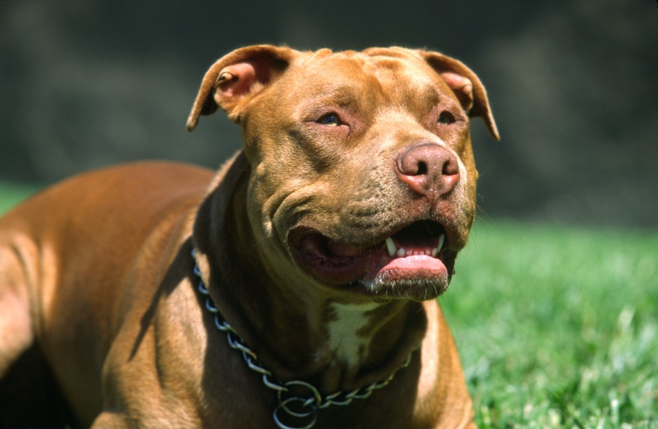  Pit Bull terriers, originally bred for fighting, are the only dogs that originated in the UK banned by the Dangerous Dogs Act