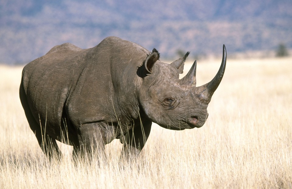  Rhinos use mud as a sunscreen