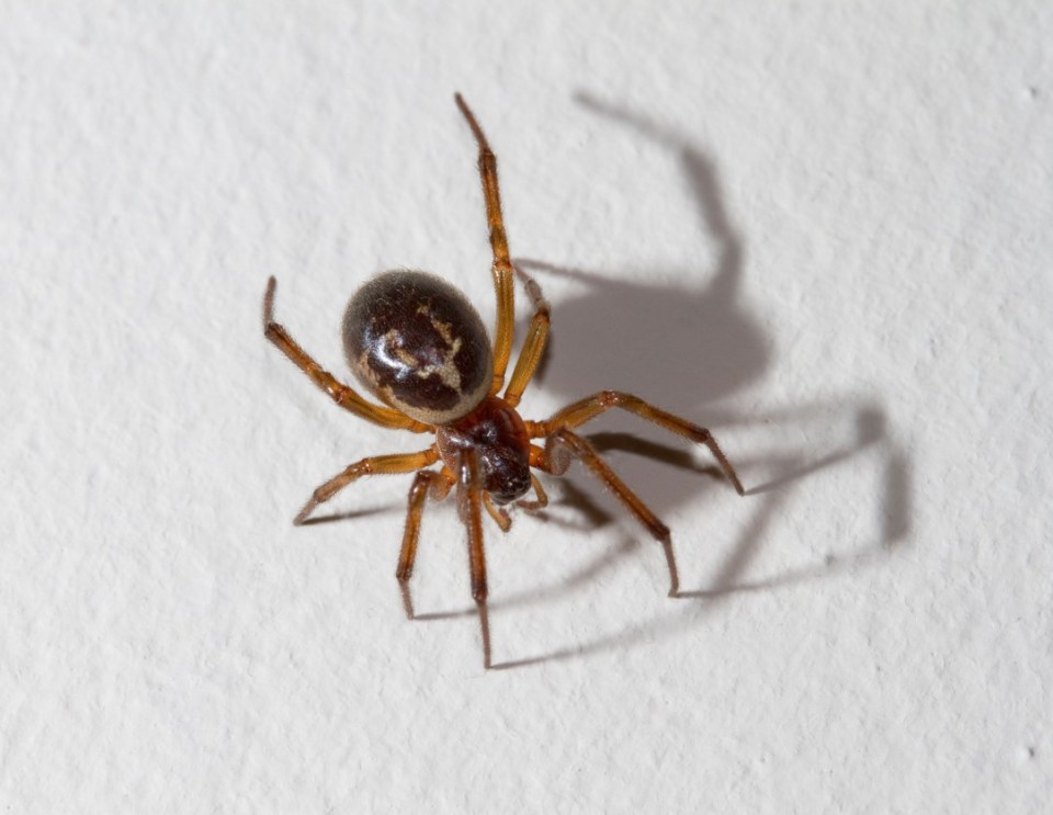  False widow spider bites are no more venomous than a bee or wasp sting, but they can still cause discomfort