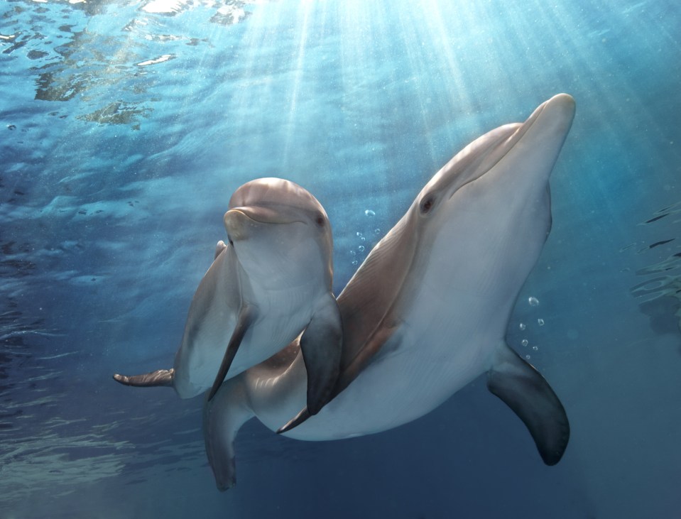  Dolphins were deemed too intelligent to take part in suicide missions