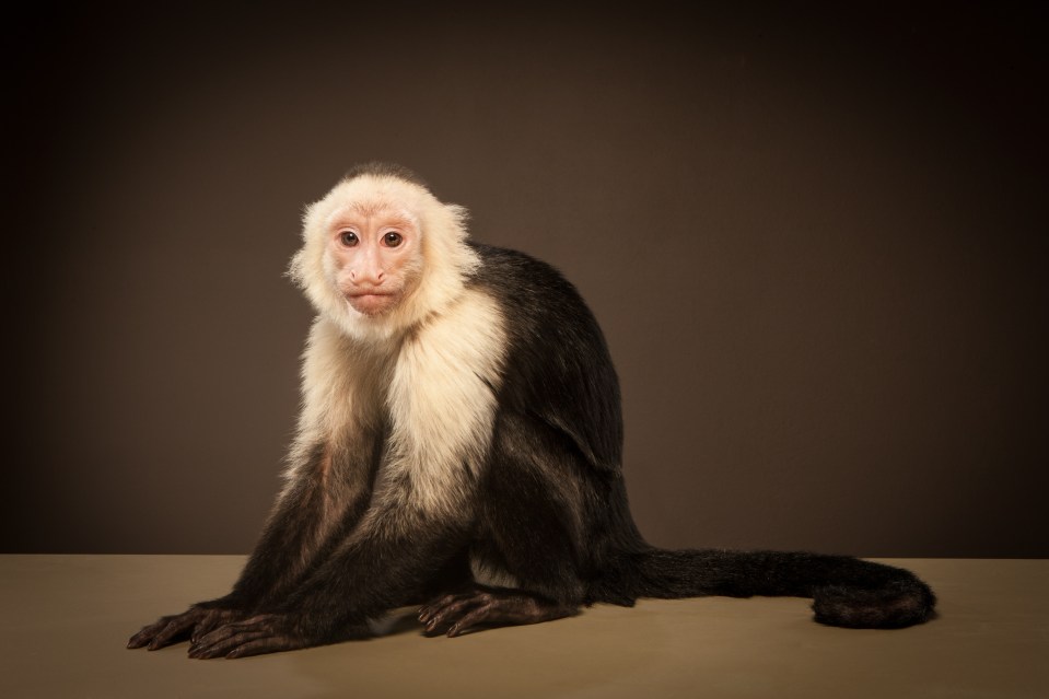  These little monkeys use leaves to get rid of parasites