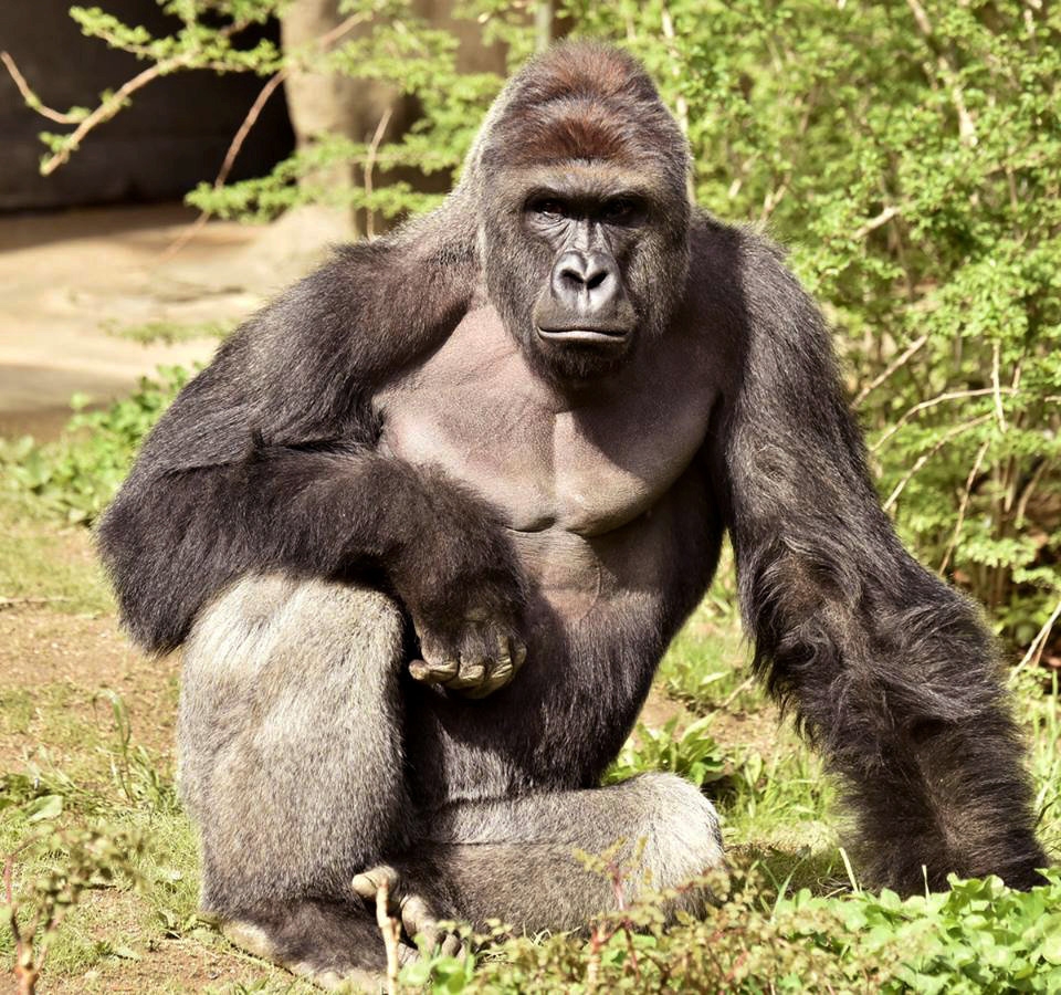  Slain silverback Harambe has become a viral meme, months after the 17-year-old primate was shot at Cincinnati zoo