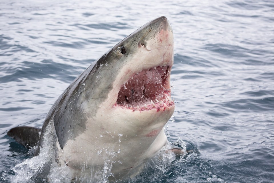  Jaws . . . his catch could not match Great White shark