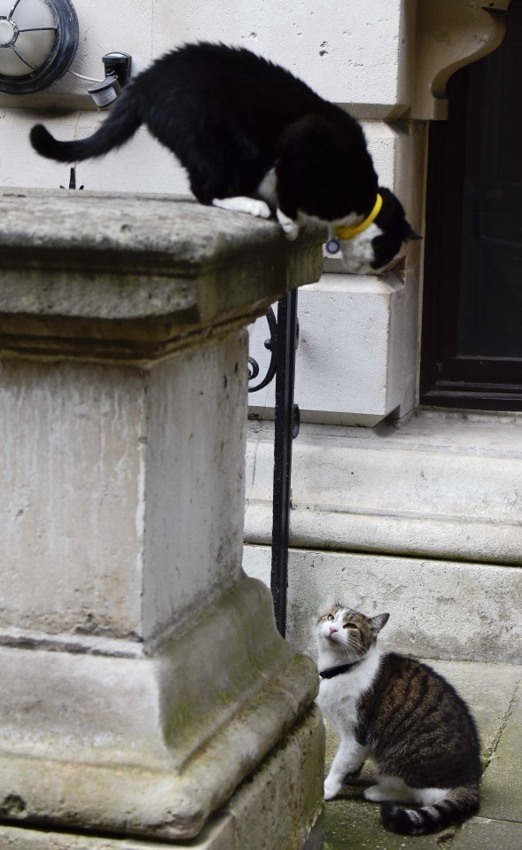  Larry and Palmerston size each other up before their fight this morning