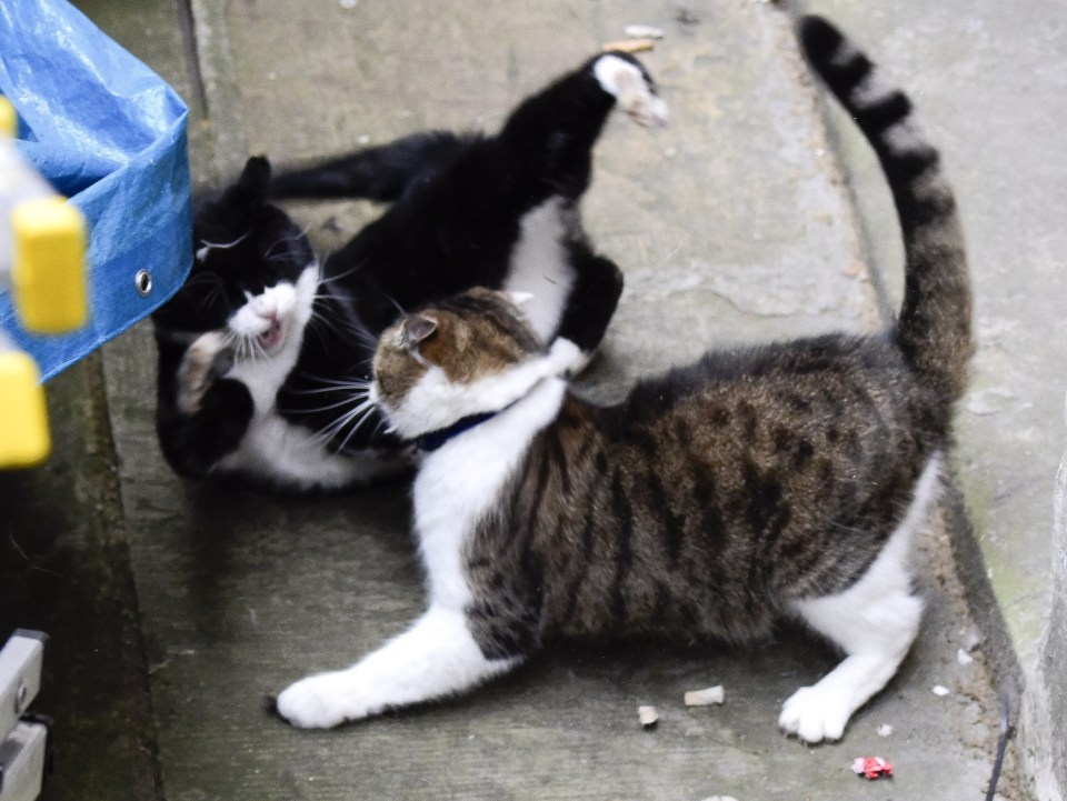  Palmerston the Foreign Office cat (black/ white) resumed his scrap with Larry the No10 cat this morning