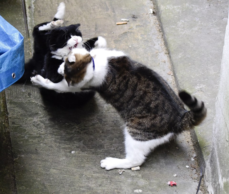  Palmerston and Larry locked claws for their fiercest battle yet in Downing Street