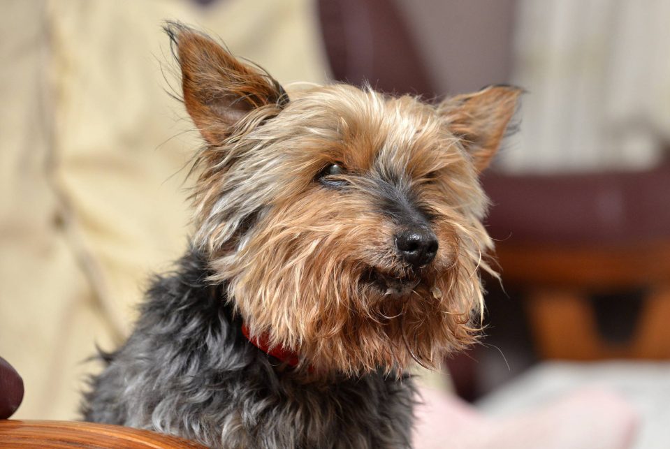  His owners have been left devastated after he died so brutally - he was thought to have been the oldest dog in Britain