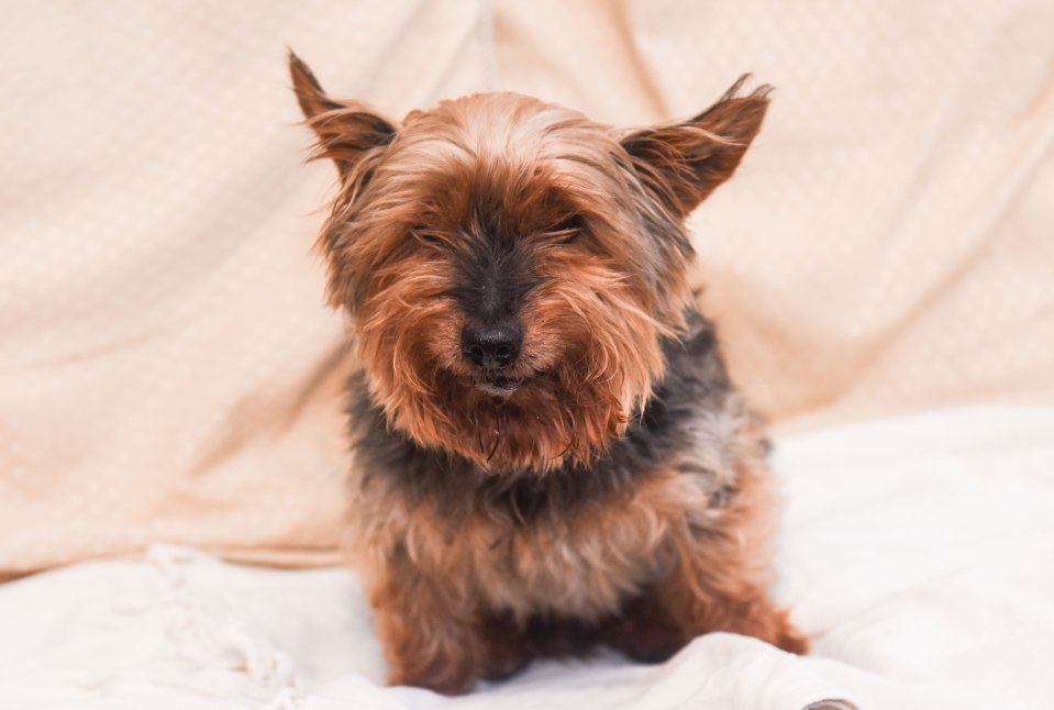  Pictured last year when he was 23-years-old is Yorkshire Terrier Jack who was tragically killed by another dog whilst taking his daily walk