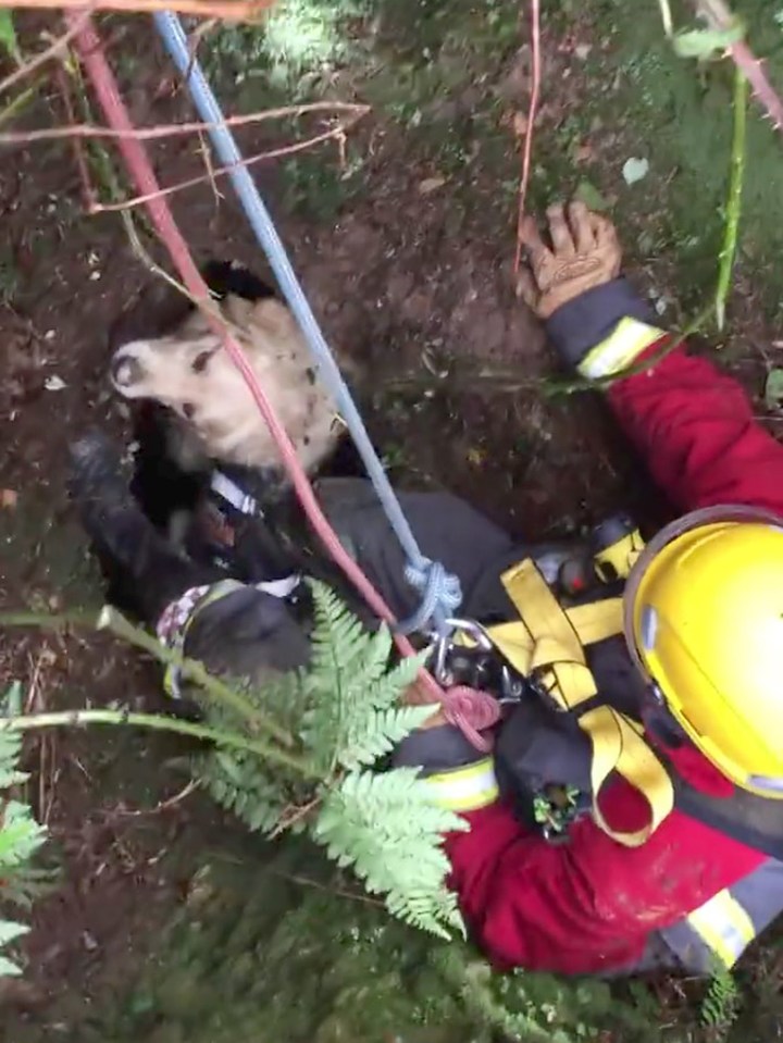  Luckily fire crews came to his rescue and winched the tired and thirsty pet to safety