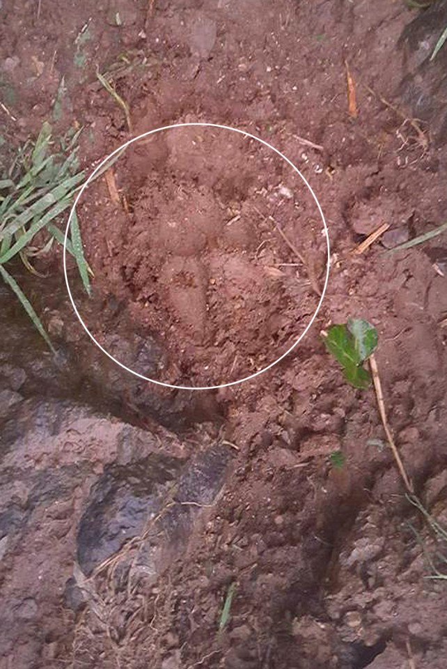  A footprint left nearby in the dirt shows what could be the imprint of a big cat's paw