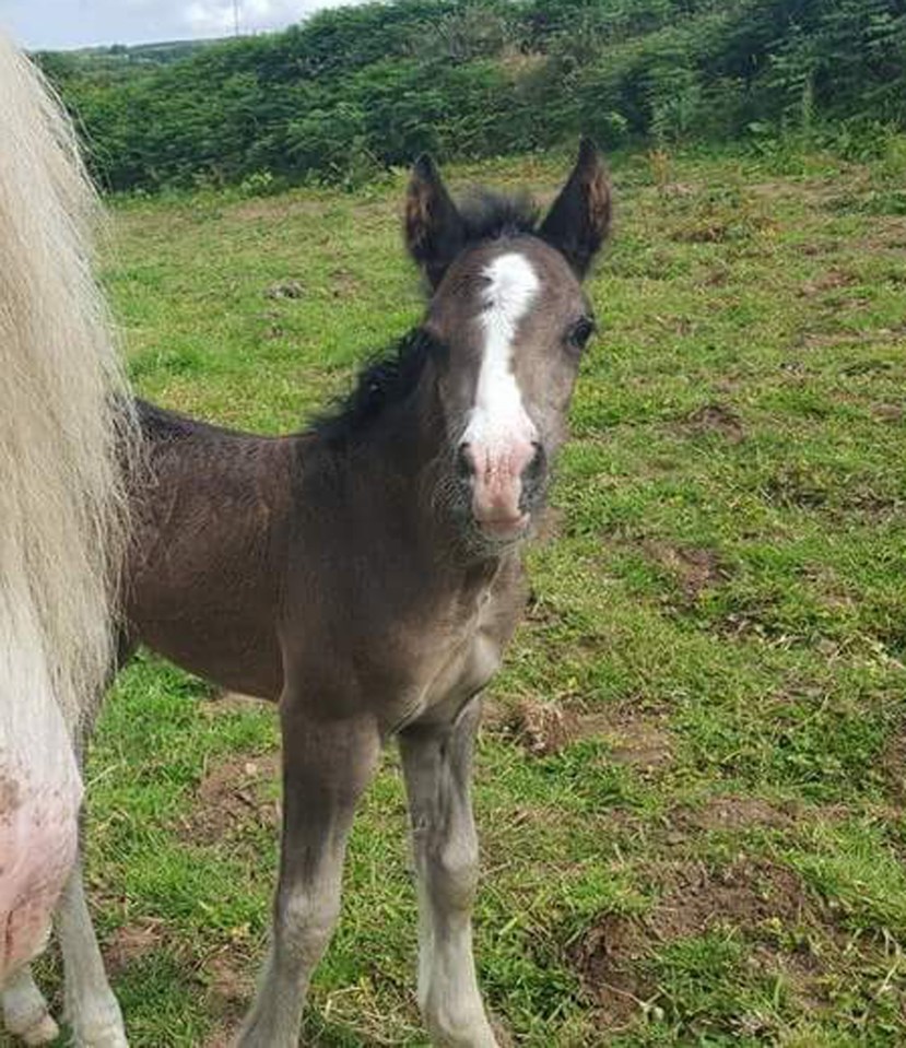  The foal, named Cinders, was found mutilated on Monday morning