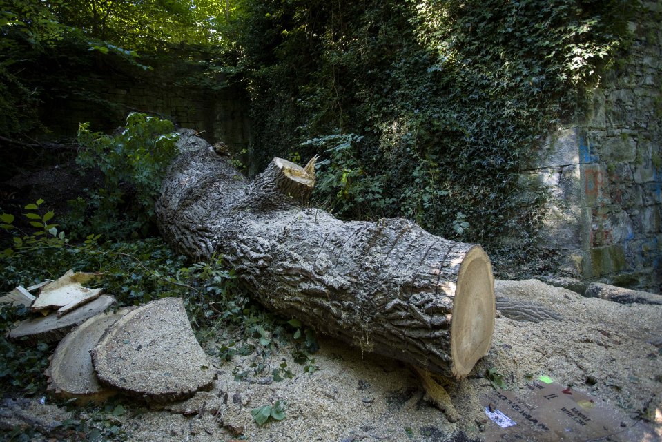  Firefighters cut the tree in order to free the man. Another camper survived with minor injuries