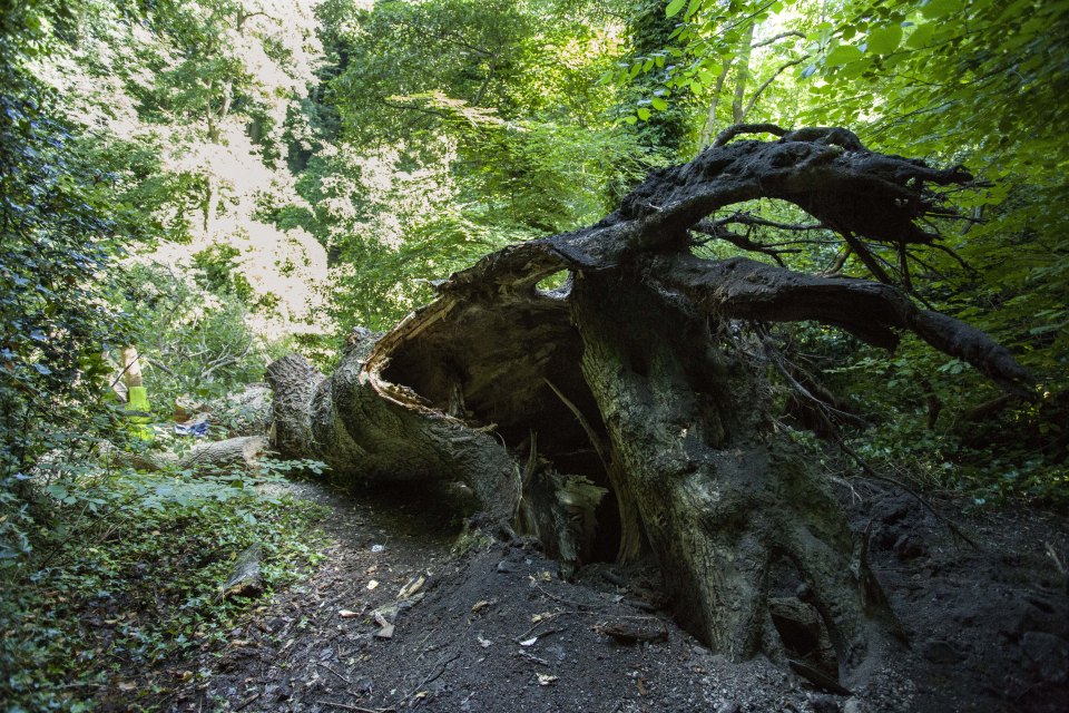 A man was killed when a tree fell onto his tent in Edinburgh in the early hours of this morning