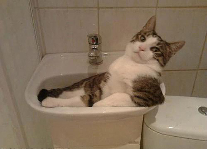  Got that sinking feline