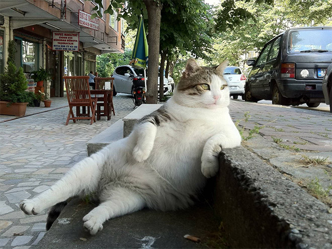  This fat cat enjoys a spot of people watching