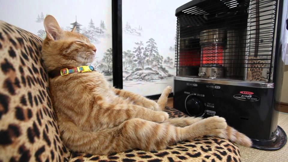  It's not only humans who love a catnap in front of the fire