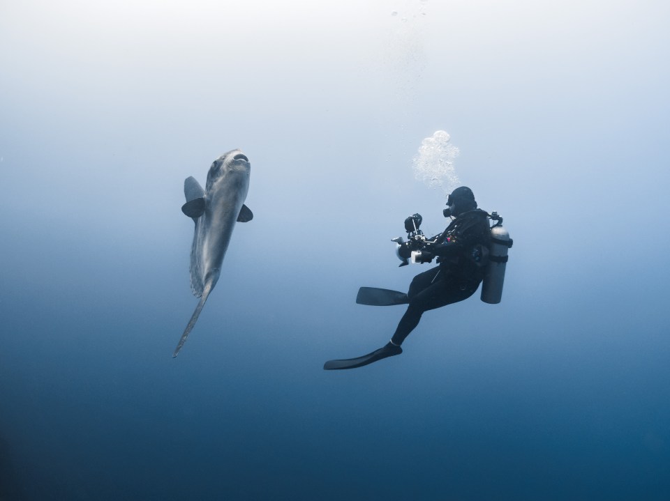  The photographer appears to be tiny compared to the fish, which can weigh up to 2000 pounds