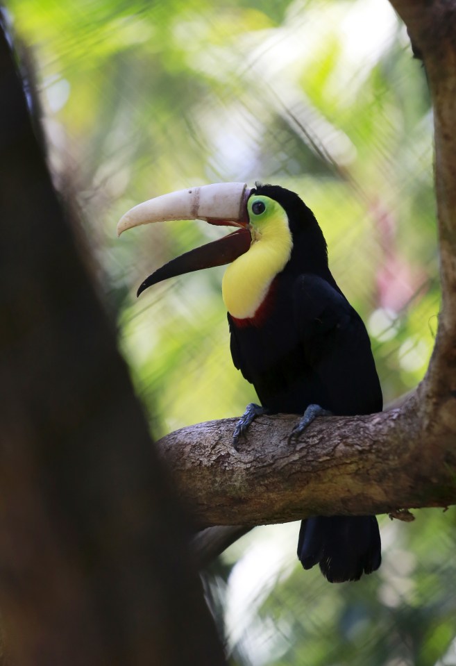  Here's Tou you ... Grecia looks very proud of his new 3D beak