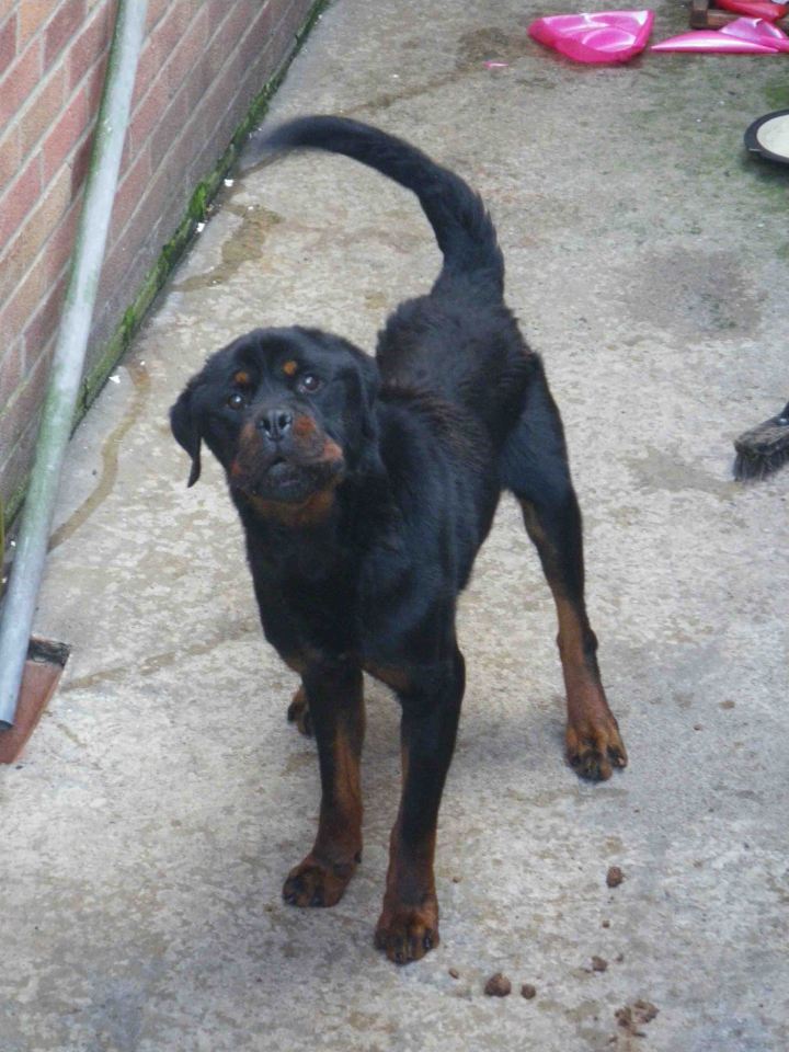  Tyson was close to death after his cruel owners starved him for at least six weeks