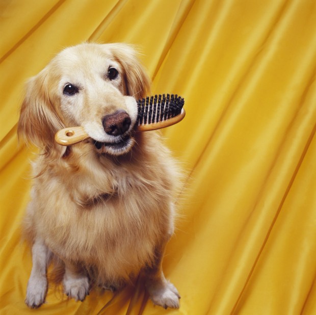 Golden Retriever with Brush