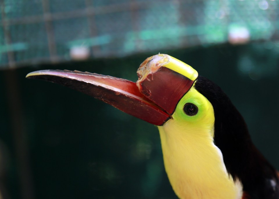  The one-year-old Keel-billed bird was left with a broken beak after being attacked by a gang of teenagers