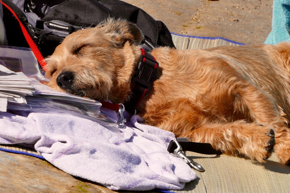  A dog's life: There's nothing like a good old snooze on a sunny afternoon for this pooch in Dorset