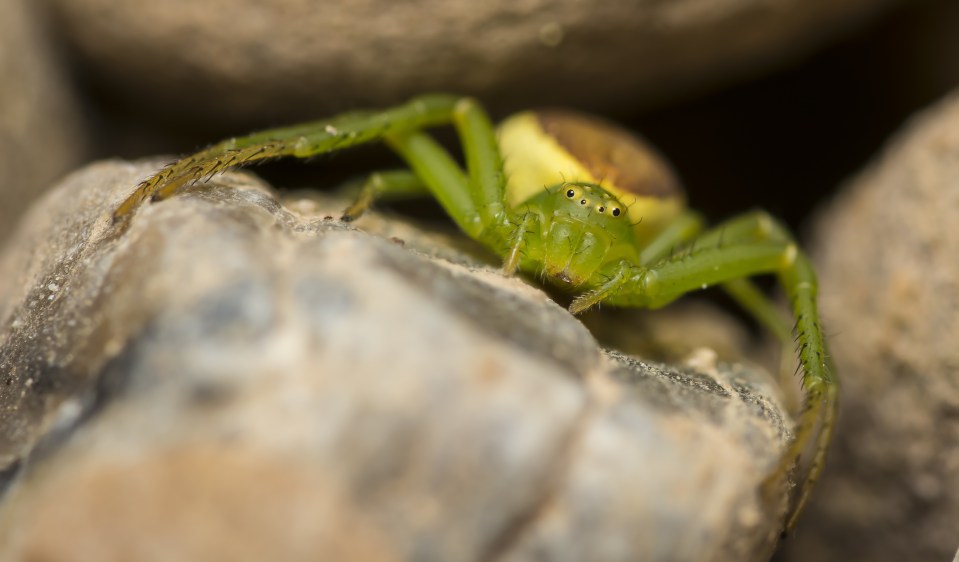  These amazing macro shots of spiders give an insight into the eight-legged critters' incy-wincy world