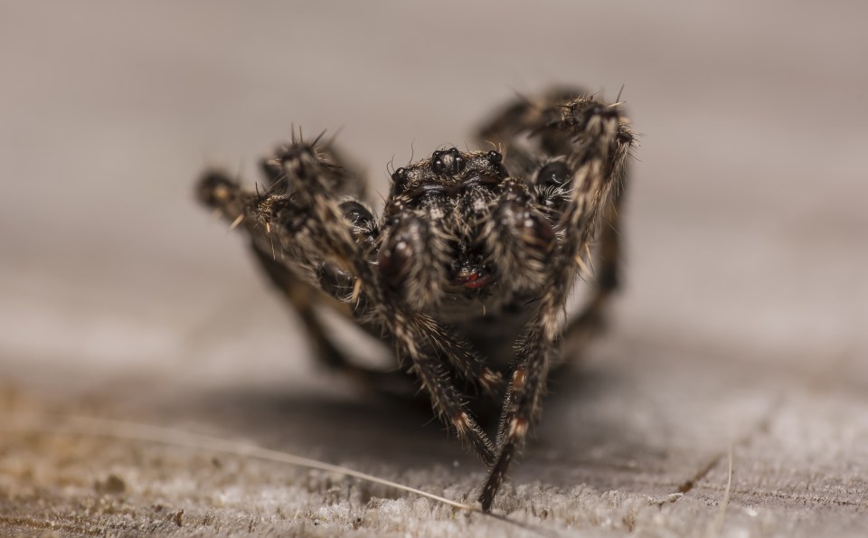  Icy got up-close and personal with the spiders