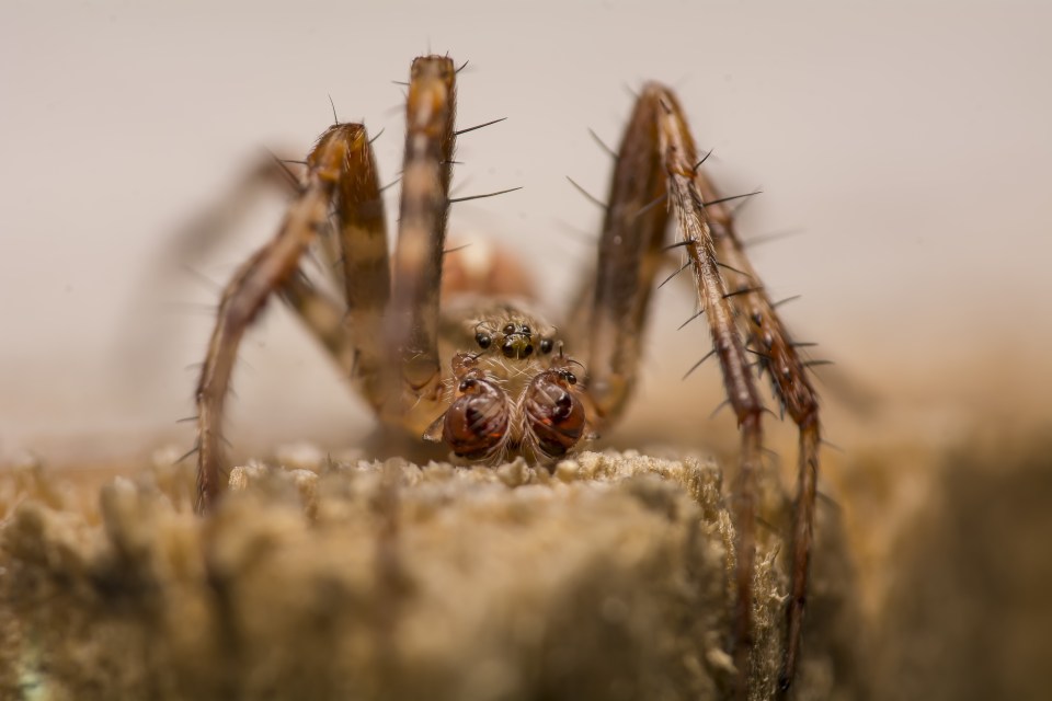  Icy hopes that her photos will help people realise how important spiders are for the environment