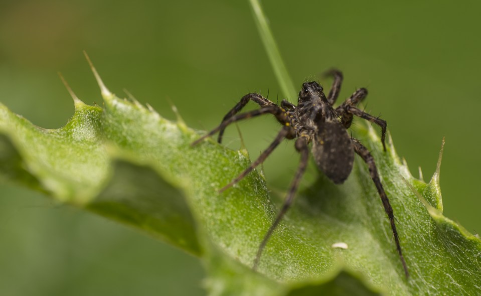  If you're scared of spiders, you may want to look away now...