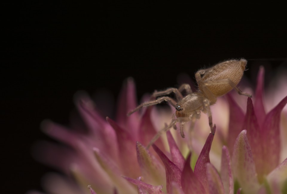  Icy says that the spiders weren't the best 'models'