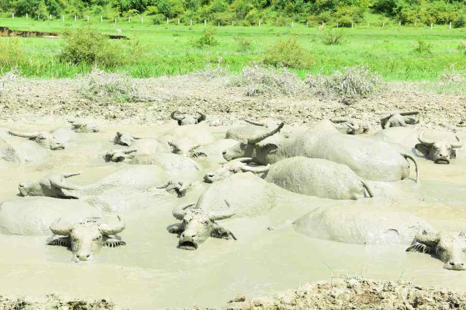  Even buffalo tried to go for a swim to cool off in the scorching temperatures