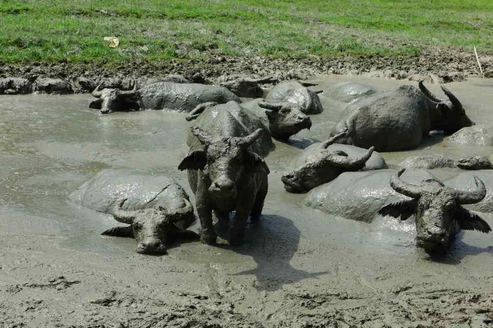  The animals looked rather unimpressed in the uncomfortable heatwave