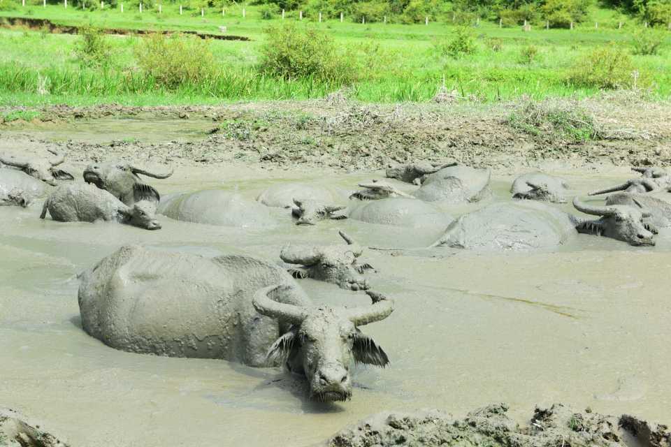  China's heatwave has sent both humans and animals in search of water