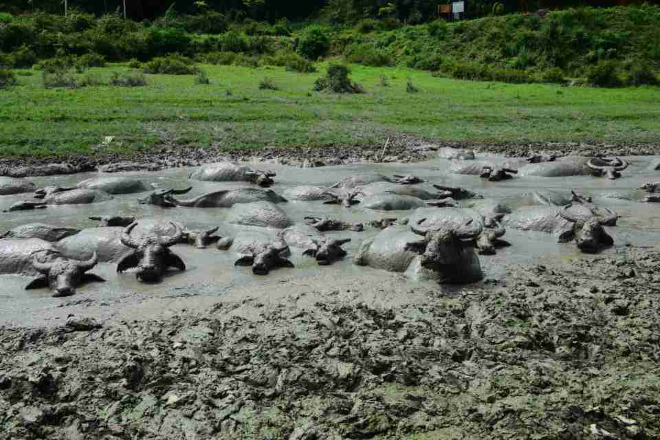  They desperately resorted to climbing into mud to try and escape the heat