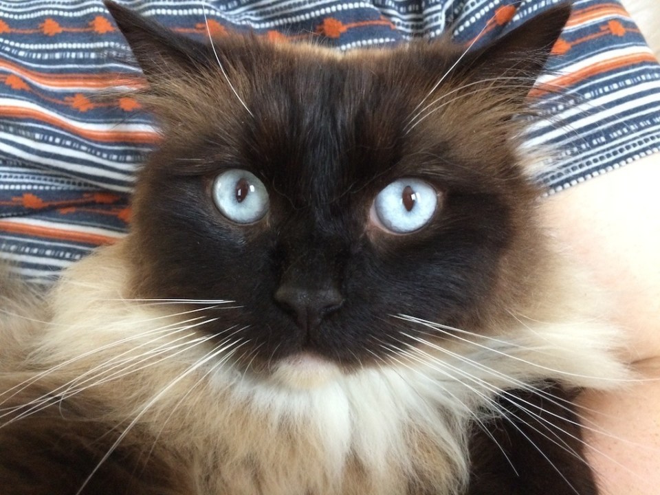  Ukiyo, one of the cat killer's earlier victims, was found in Croydon in September 2015