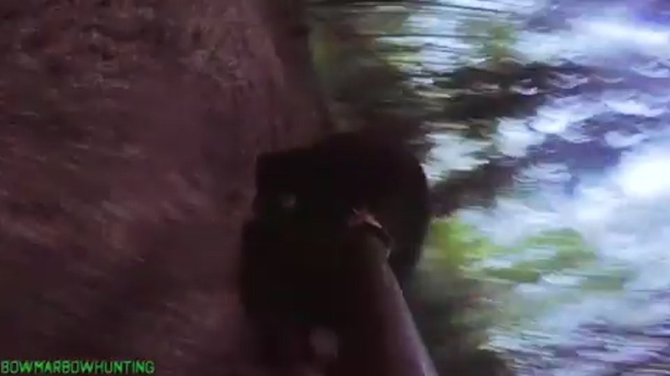  The graphic footage then shows the spear fatally piercing the bear