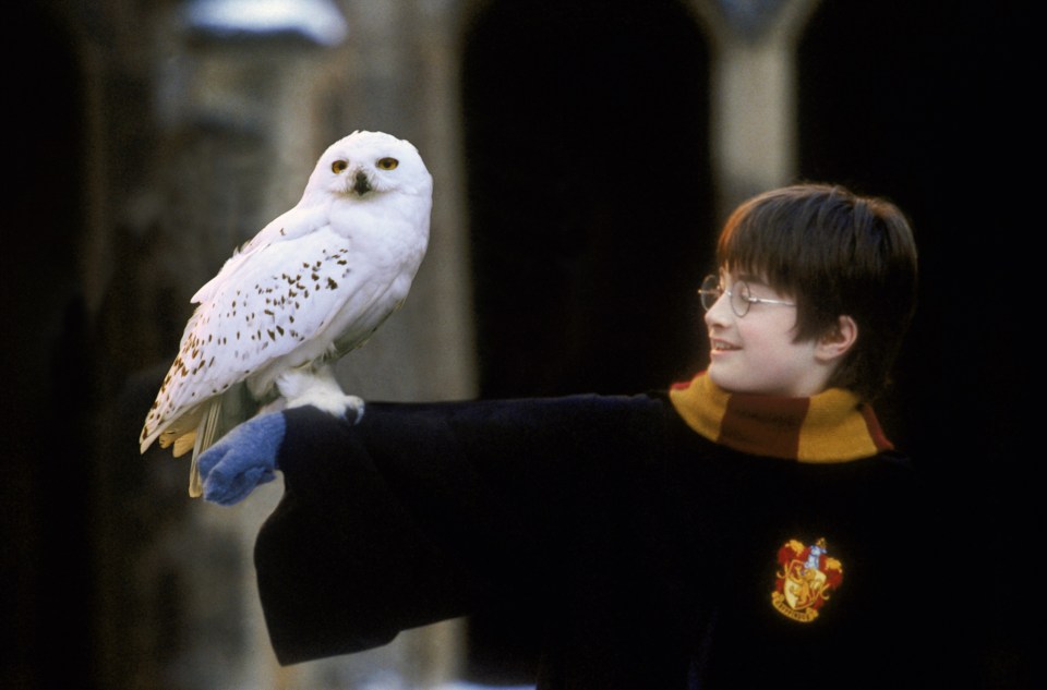  Harry Potter fans can watch the Philosopher’s Stone accompanied by a live orchestra