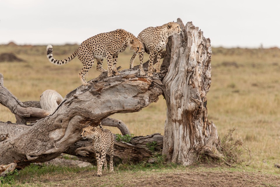 CAN YOU 'SPOT' THE IMPOSSIBLE TO FIND  THIRD cheetah