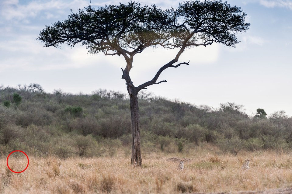 Spotted . . . crafty cheetah is tricky to find 