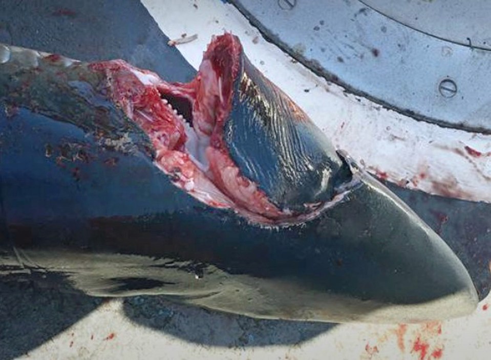  The gruesome discovery has fuelled fears a killer shark is patrolling the British coast